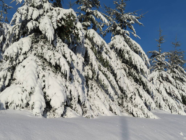 χιόνι λευκό κρύο χειμώνα όμορφο τοπίο παγωτά δέντρα - Φωτογραφία, εικόνα