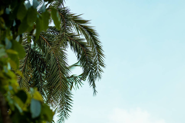 Kiinteä ja vaaleansininen pilvinen taivas palmunlehtien ja mahonkien takana - Valokuva, kuva