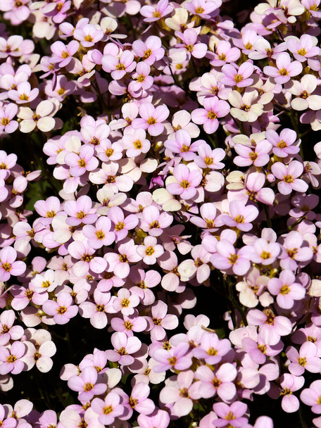 Aubrieta-Blüten aus nächster Nähe - Foto, Bild