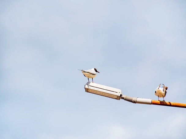 Dva racci sedí na rezavé městské lampě. Divocí ptáci proti modré oblačné obloze. - Fotografie, Obrázek