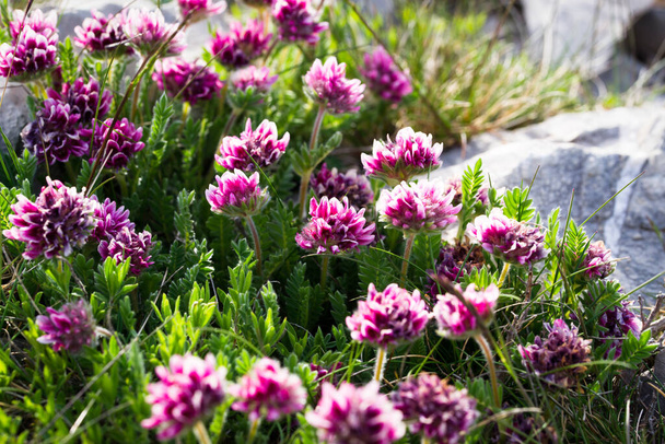 Anthyllis Montana Rubra, górska wyka nerki 'Rubra' Kwiaty kwitnące wiosną - Zdjęcie, obraz