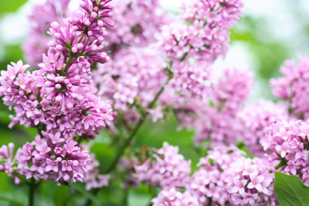 Fond lilas violet
 - Photo, image
