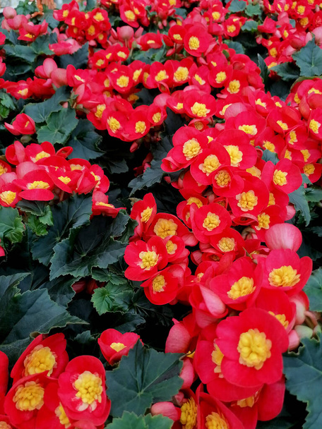Beautiful red begonia flower background close-up stock images. A group of red begonias flowers vertical stock photo. Decorative garden plant full frame stock photo - Photo, Image