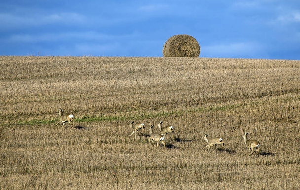 A group of roe deer on the field in early spring. Flock of European roe deer (Capreolus capreolus). - Foto, Imagem