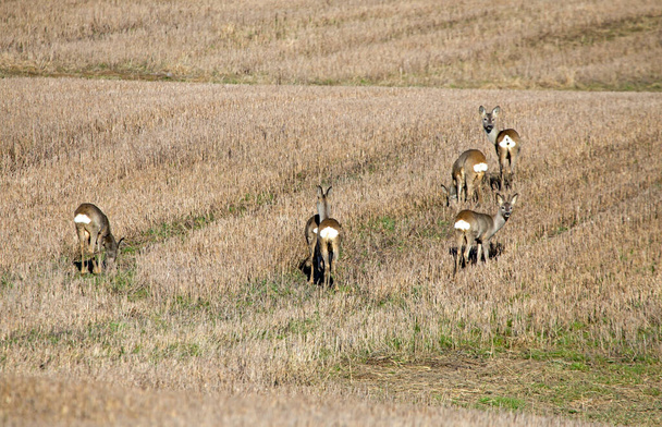 A group of roe deer on the field in early spring. Flock of European roe deer (Capreolus capreolus). - Valokuva, kuva