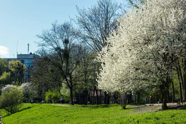 parque público de la ciudad primavera día soleado florecimiento árbol copia espacio - Foto, Imagen