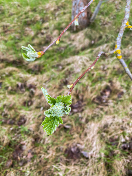 Gros plan d'un bourgeon de bourgeons verts par une chaude journée de printemps. - Photo, image