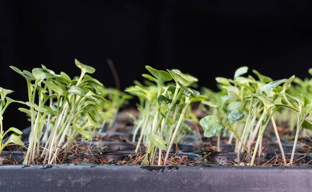 Großaufnahme von Chinakohl-Baby-Gemüse in Reihen auf Aussaatschale - Foto, Bild