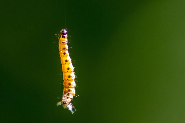 Маленькая гусеница, висящая в воздухе на шелковистой линии с естественным размытым фоном, использует шелковую паутину, чтобы взобраться на деревья желтыми с черными точками, как бабочка следующего поколения после метаморфозы - Фото, изображение