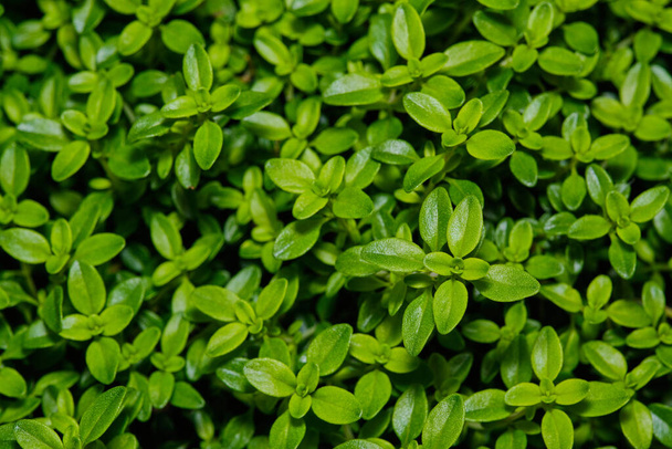 Grüner Thymian als Pflanzenkraut aus nächster Nähe  - Foto, Bild
