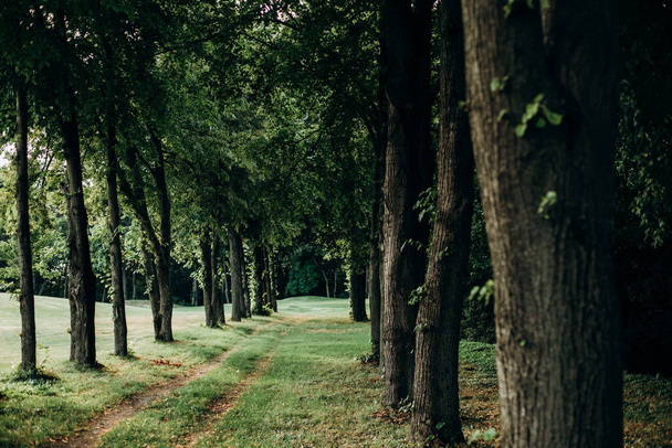 path in the forest diagonal left flat line of trees beautiful landscap - Fotoğraf, Görsel