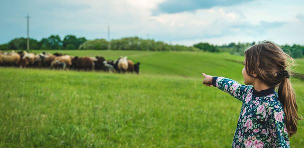 Child with sheep and goats in the meadow. Selective focus. Nature. - 写真・画像