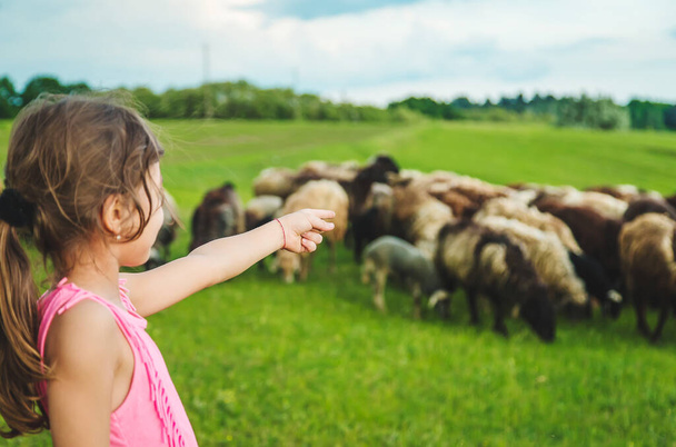 Enfant avec moutons et chèvres dans la prairie. Concentration sélective. Nature. - Photo, image