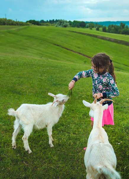 L'enfant nourrit la chèvre dans la prairie. Concentration sélective. Enfant.. - Photo, image