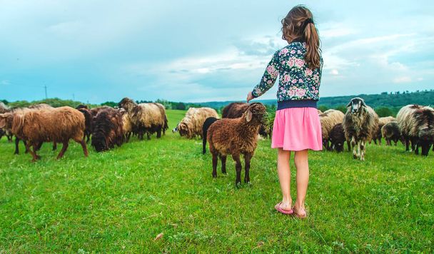 Lapsi ruokkii lampaan niityllä. Valikoiva keskittyminen. Luonto. - Valokuva, kuva