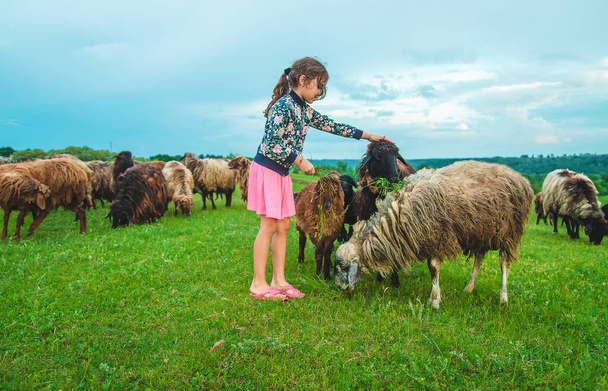 A child feeds a sheep in a meadow. Selective focus. Nature. - Фото, зображення