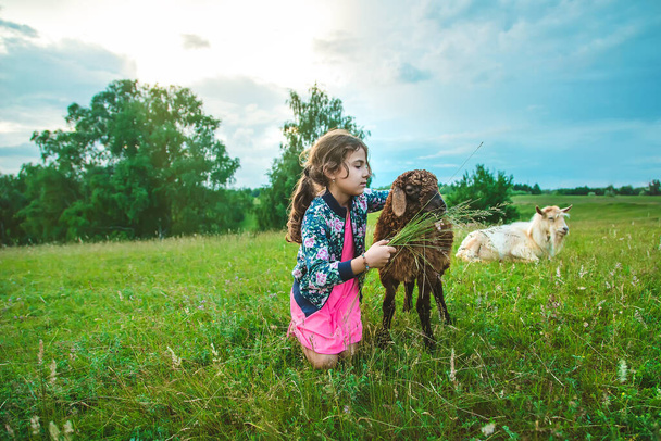 Bir çocuk çayırda bir koyunu besler. Seçici odaklanma. Doğa. - Fotoğraf, Görsel
