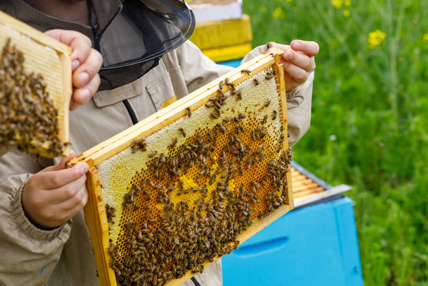 養蜂家は蜂の巣から蜂蜜を集め黄色の花でいっぱいの牧草地有機蜂の繁殖製造  - 写真・画像