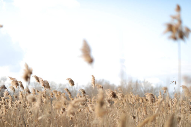 florecientes espiguillas exuberantes se desarrollan en el viento en el campo - Foto, imagen