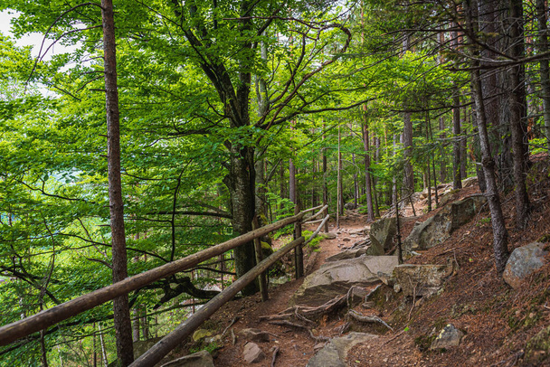 Niesamowicie piękny ukraiński las. Letni krajobraz w lesie. Malowniczy las z kamieniami pokrytymi mchem. Szlaki Dovbush. - Zdjęcie, obraz
