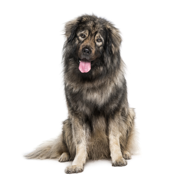 Leonberger (2 years old) - Photo, Image