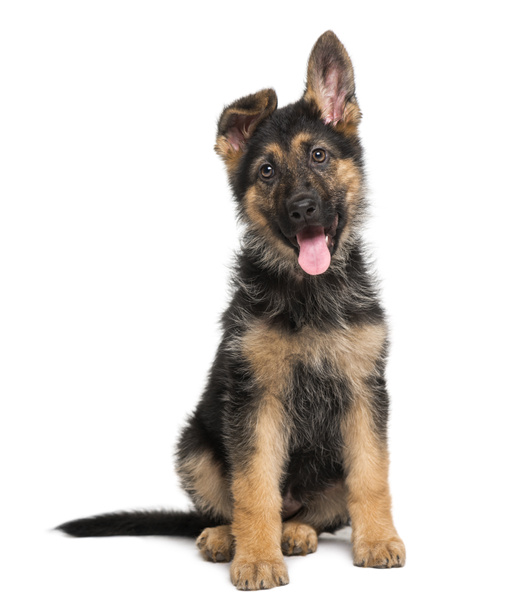 ジャーマン ・ シェパード犬子犬 (3 ヶ月) - 写真・画像