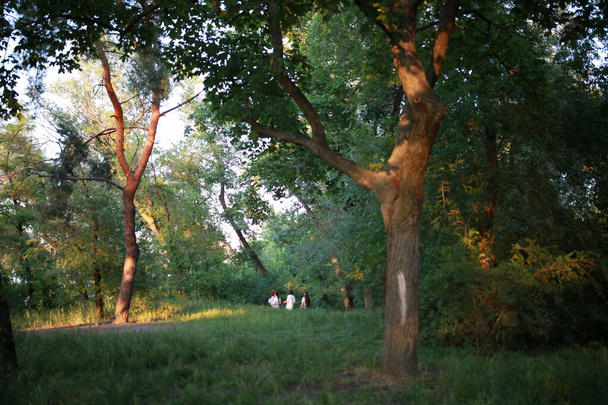 Prachtig groen dicht bos op eenzame avonden - Foto, afbeelding