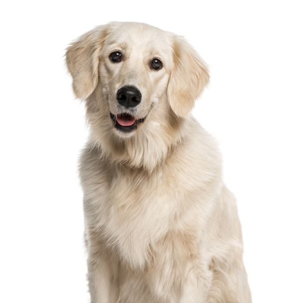 Headshot of a Golden Retriever (1 year old) - Photo, Image