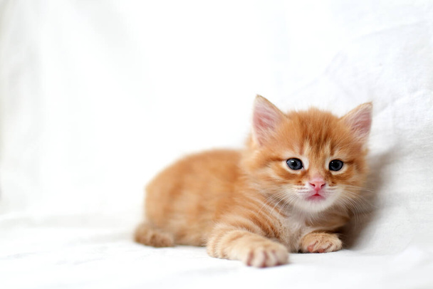 Kaunis kirkkaan punainen kissanpentu valkoisella taustalla näyttää sivuun. Nuori söpö pieni punainen kisu. Pitkätukkainen inkivääri kissanpentu leikkii kotona. Söpöjä kotieläimiä. tekstitila. - Valokuva, kuva