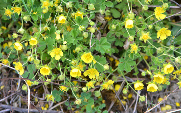 In spring, potentilla grows in the wild - Photo, Image