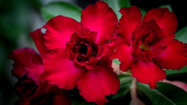 Impala Lily, Pink Bignonia, Mock Azalea, Desert Rose, Adenium obesum (Fosk.) Roem. & Schult.The flowers are red, background blurred. - Фото, зображення