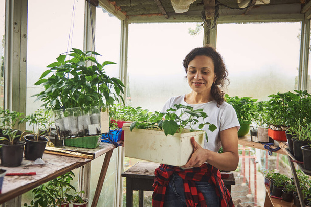 Jardinero femenino maduro sonriente con plántulas de pepino y tomate en invernadero c. Actividad de ocio de primavera - Foto, imagen