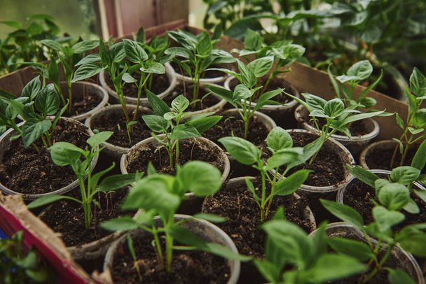 Nahaufnahme von grünen Sämlingen, die aus der Erde wachsen. Grünanbau in einem heimischen Gewächshaus in einem Landhaus. Babypflanzen - Foto, Bild