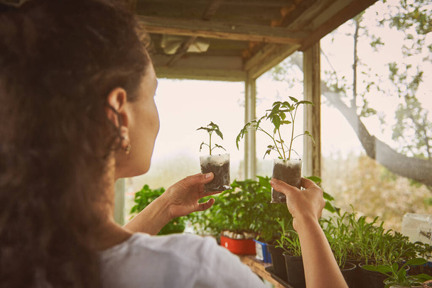 Rear view of a woman gardener holding seedlings in the soil and looking at them in the sunlight. Beautiful sun rays fall into the greenhouse - Foto, imagen