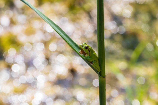 Hyla arborea - Green tree frog on a stalk. The background is green. The photo has a nice bokeh. - Photo, Image