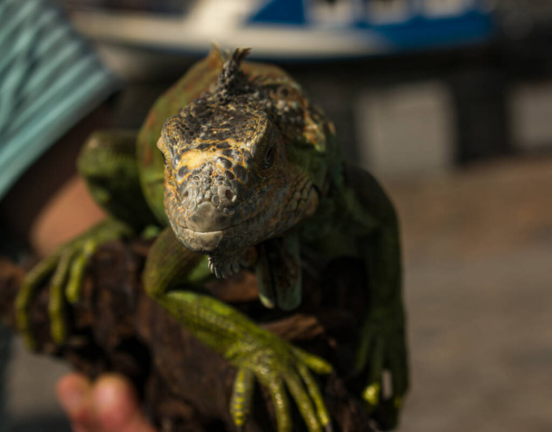 Close up of a male green iguana or american iguana with spines and dewlap a large neck bag. A man holds a beautiful green iguana in his hands. - 写真・画像
