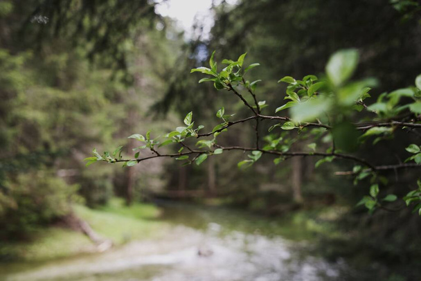 Puun oksa Durmitorin kansallispuistossa, Montenegro - Valokuva, kuva