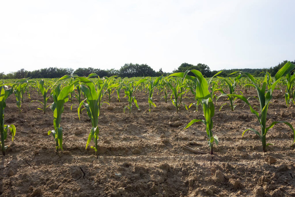 поле молодої кукурудзи або кукурудзи, зелені рослини в грунті
 - Фото, зображення