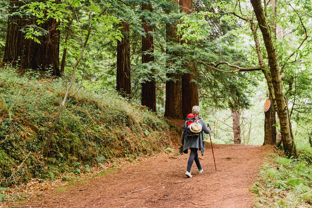 starsza kobieta z siwymi włosami wędrująca z plecakiem przez las w górach. emerytura i aktywne życie. - Zdjęcie, obraz