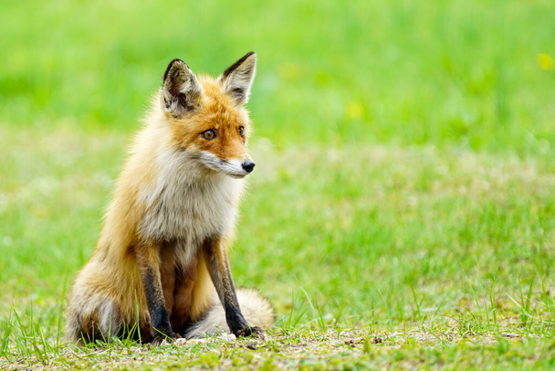 a young brown fox sits in a green grass on a blurred background - Photo, Image