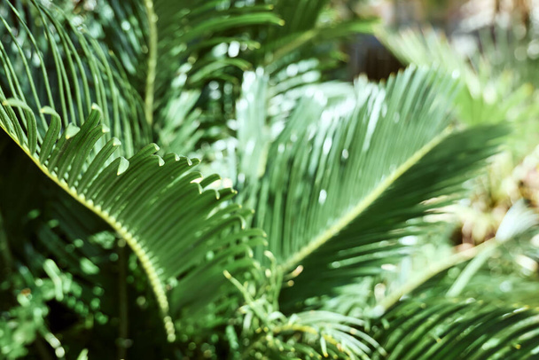 Hämärtynyt kaunis trooppinen lehtien vihreä väri. Palmu jättää taustaa. Luonto tausta oman suunnittelun. Valikoiva painopiste. - Valokuva, kuva