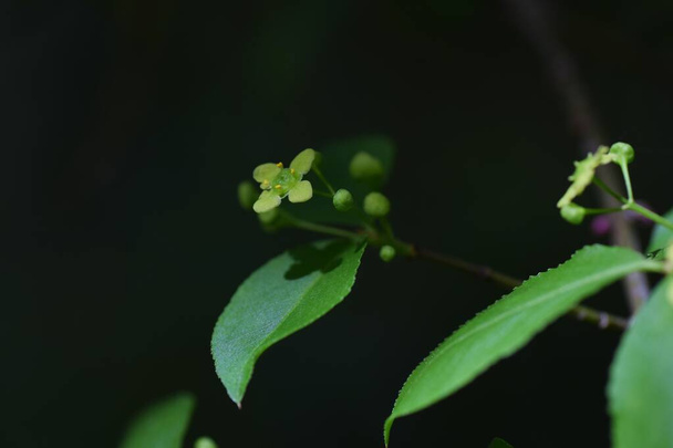 Euonymus alatus wings, sprouts and flowers. - Foto, immagini
