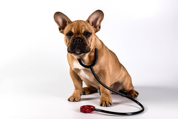 Carino cucciolo di bulldog francese si siede su uno sfondo bianco. Il cane indossa uno stetoscopio. Contatto visivo. Il concetto di trattamento animale, medicina veterinaria. Copia spazio. - Foto, immagini