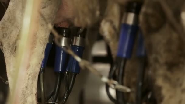Apparat zum automatischen Melken von Kühen - Filmmaterial, Video