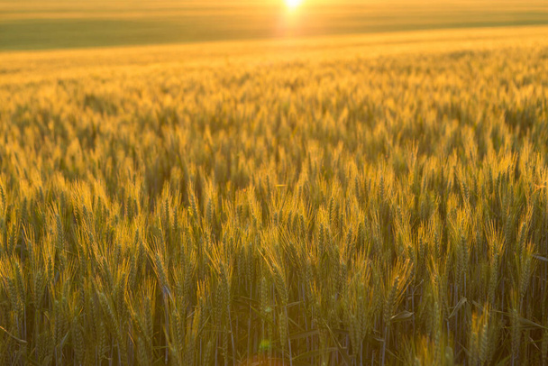 Contexte de mûrissement des oreilles du champ de blé et de la lumière du soleil. Champ de cultures. Concentration sélective - Photo, image