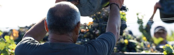 Les travailleurs versent des raisins bleus sur une remorque dans un vignoble. Récolte d'automne. - Photo, image