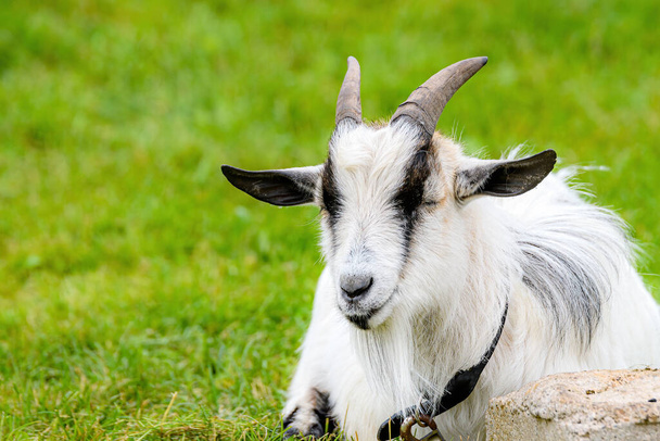 A goat lying on grass. He appears to be asleep, his eyes are closed. His ears stick out to the sides and his horns sweep back. Room for text. - Photo, Image