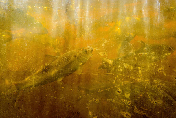 Poškrábaný, popraskaný a špinavý průsvitný okno v lososovém běhu. Jeden losos je viditelný blízko skla, druhý sotva viditelný vzadu. - Fotografie, Obrázek