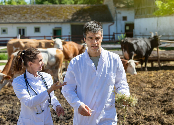 Médecin masculin et féminin marchant sur la ferme laitière avec des vaches en arrière-plan. Deux vétérinaires parlent d'examens médicaux de bovins.  - Photo, image