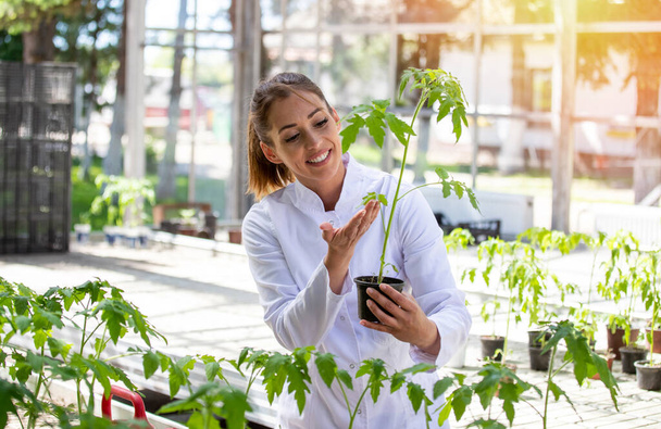 Female scientist researching crop protection in greenhouse. Young agronomist monitoring holding flower pot with tomato plant. - Photo, Image